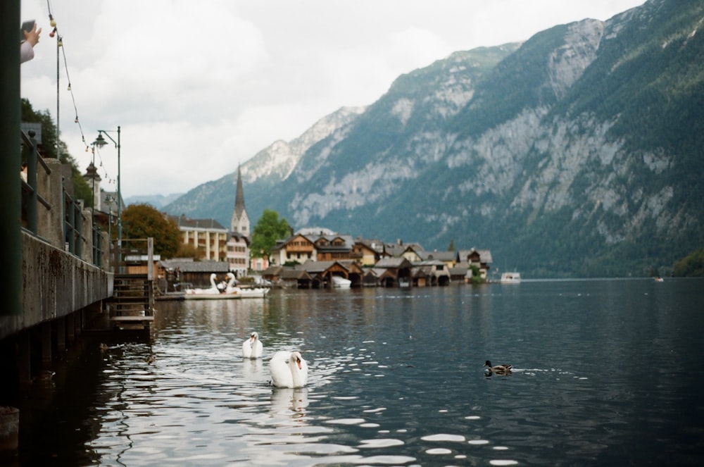 white swan on body of water near green mountain during daytime