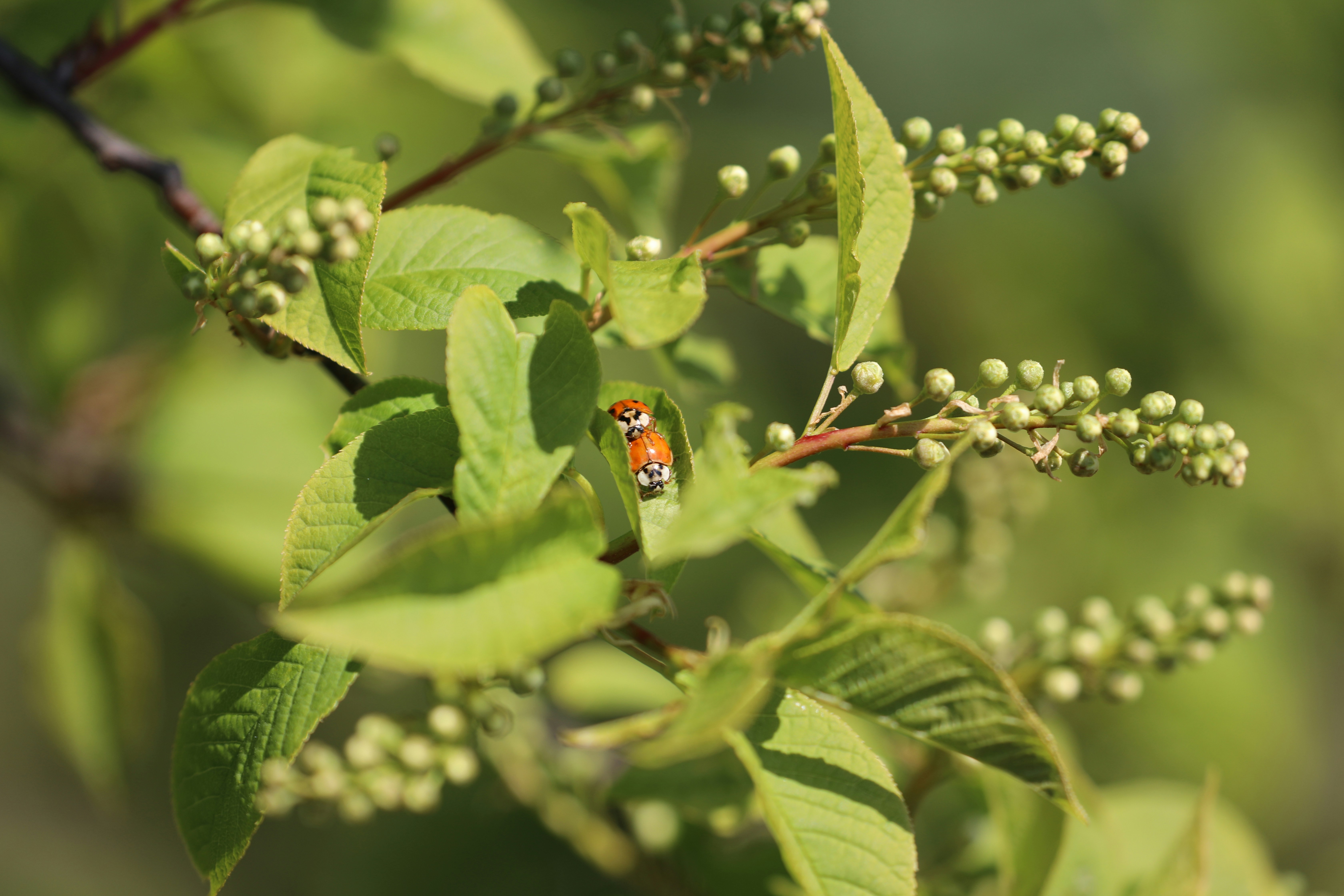 red and black ladybug on green leaf during daytime