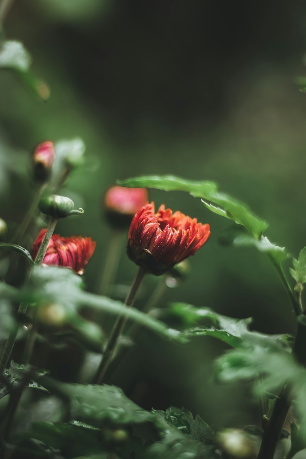 red flower in tilt shift lens