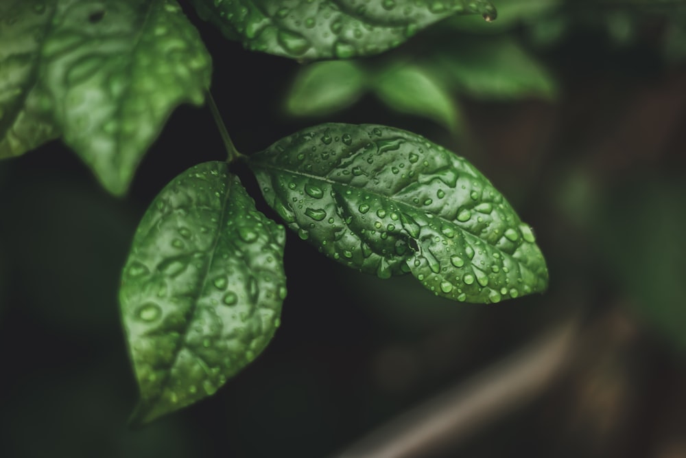 hojas verdes con gotas de agua