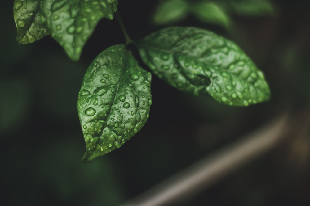 hoja verde con gotas de agua