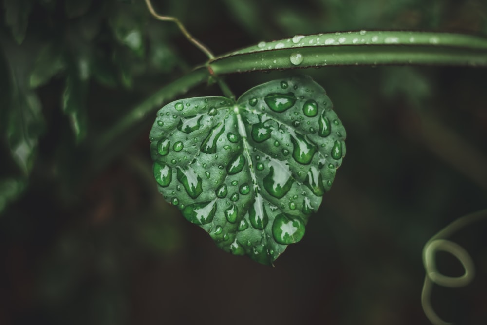 Planta verde con gotas de agua