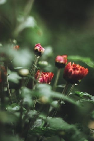 red flower in tilt shift lens