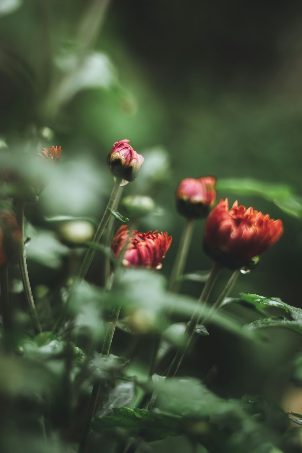 red flower in tilt shift lens