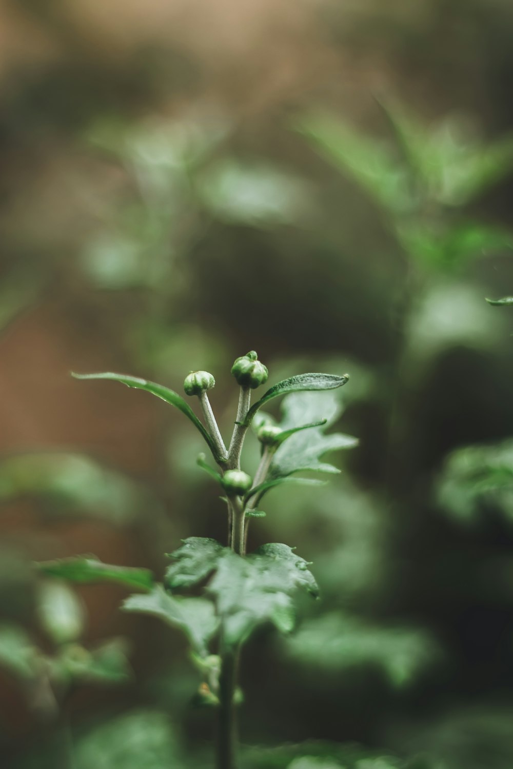 Planta verde en lente de cambio de inclinación