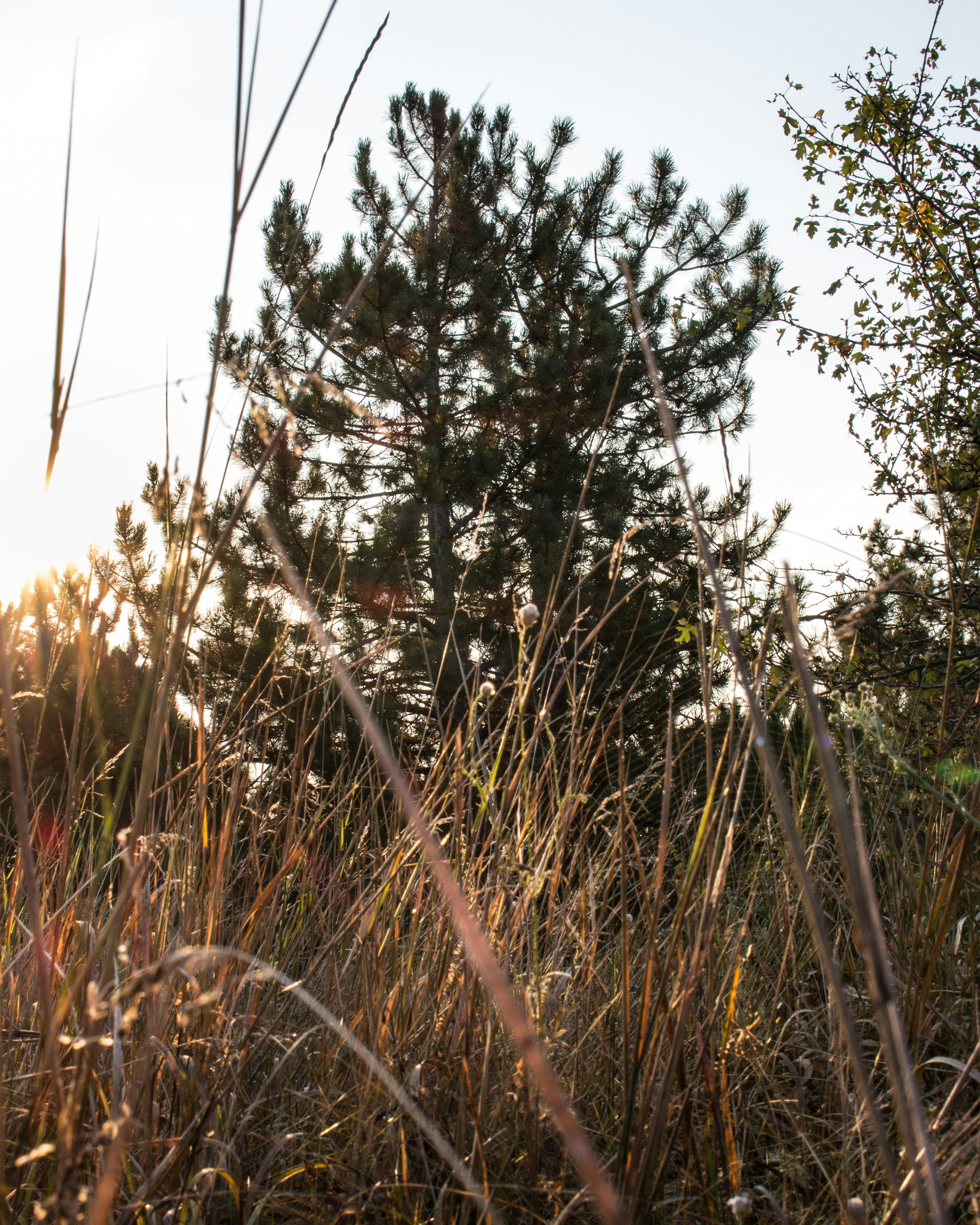 Photo by roman_lupan