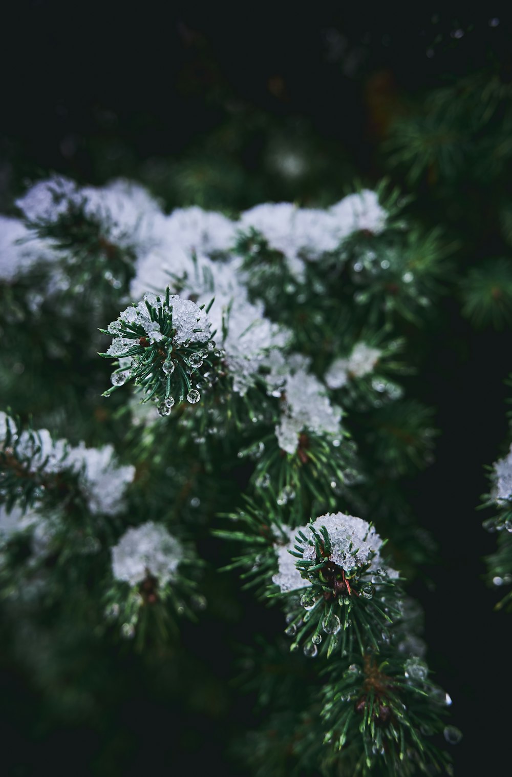 white flowers in tilt shift lens