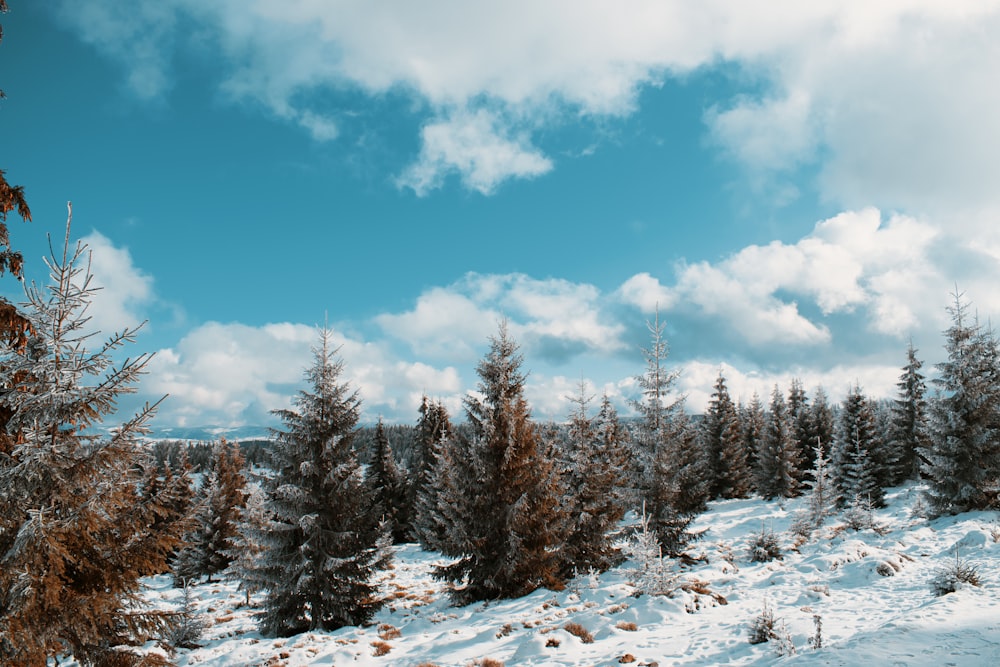 green pine trees on snow covered ground under blue sky and white clouds during daytime