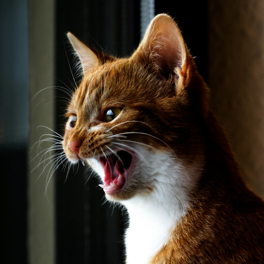 orange and white tabby cat