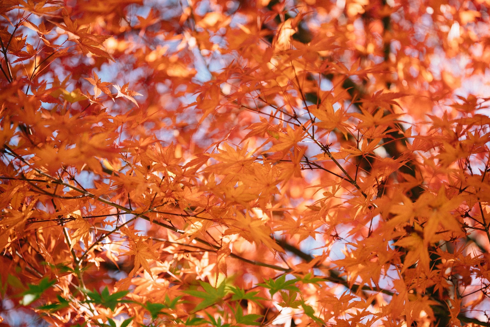 brown leaves on brown tree branch