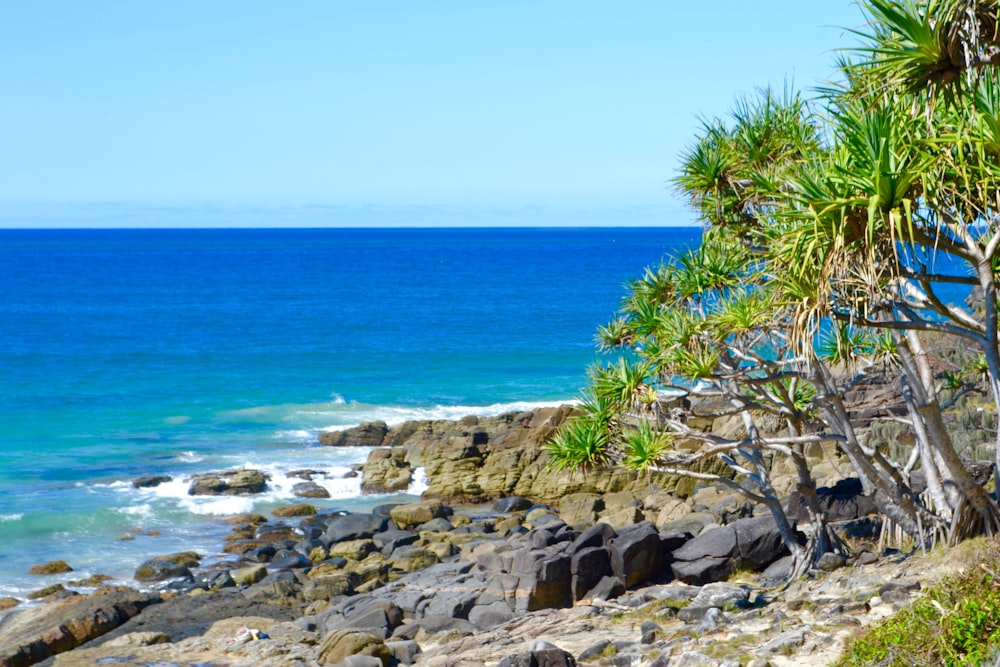 green palm tree near sea during daytime