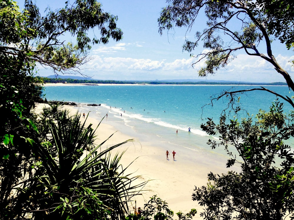 people on beach during daytime