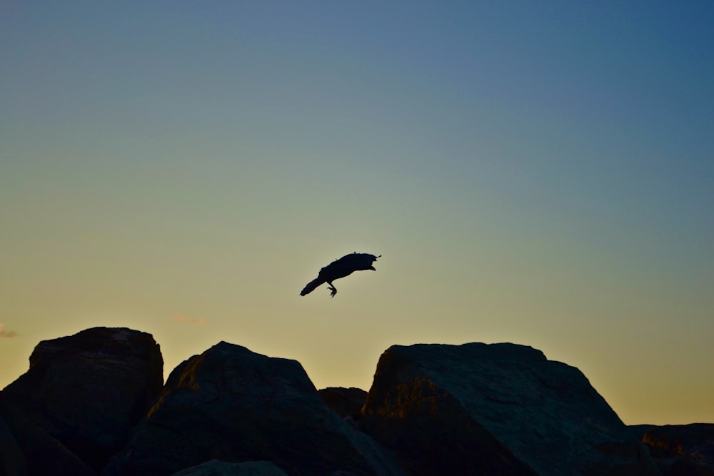 bird flying over the mountain during daytime