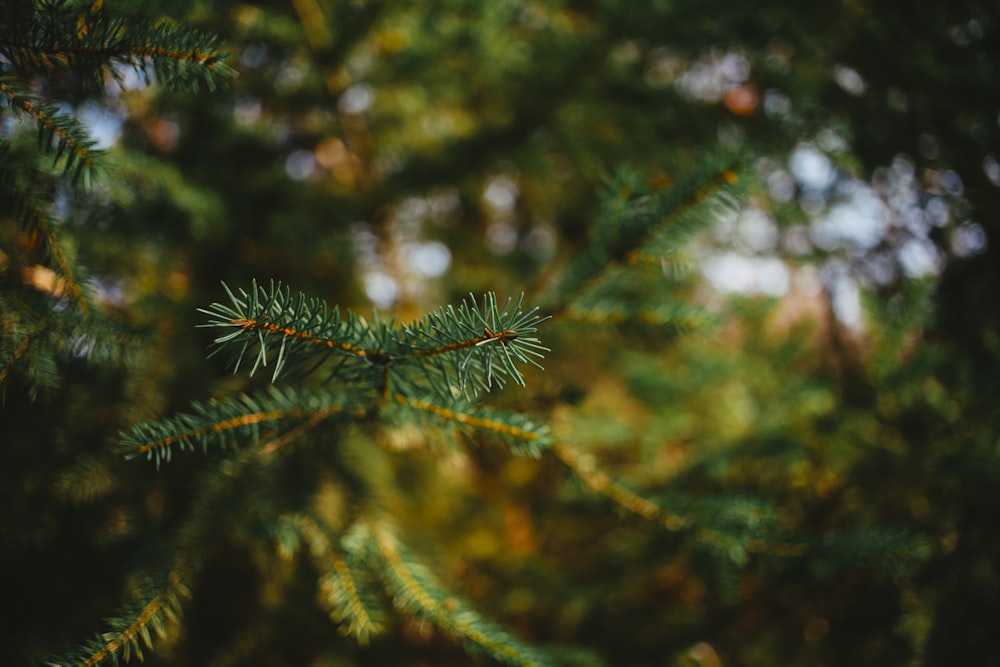 green pine tree in close up photography