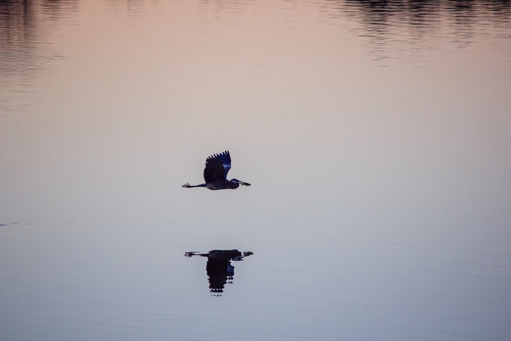 black bird flying over the lake during daytime