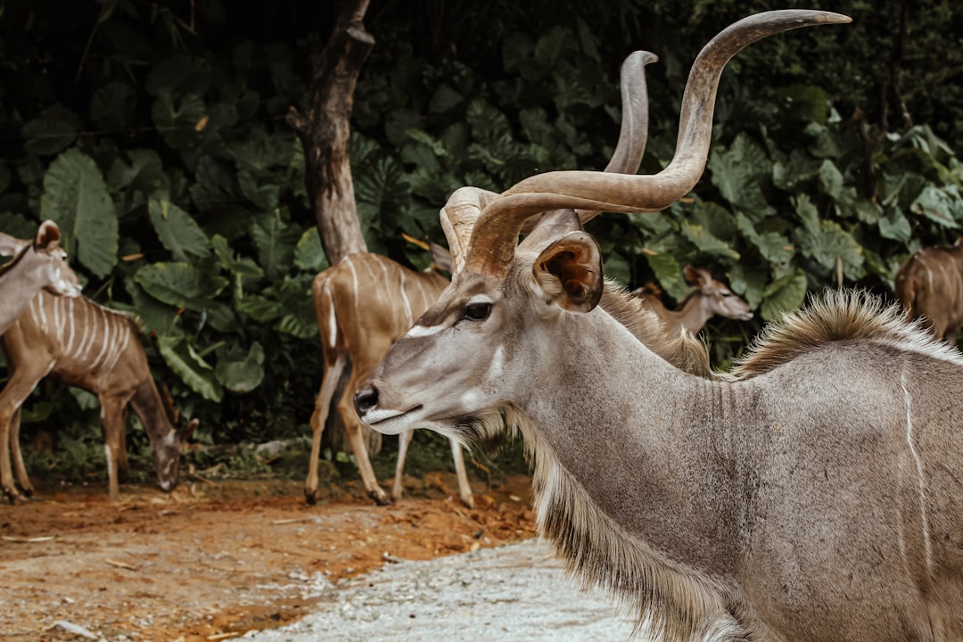 brown and white animal on brown soil