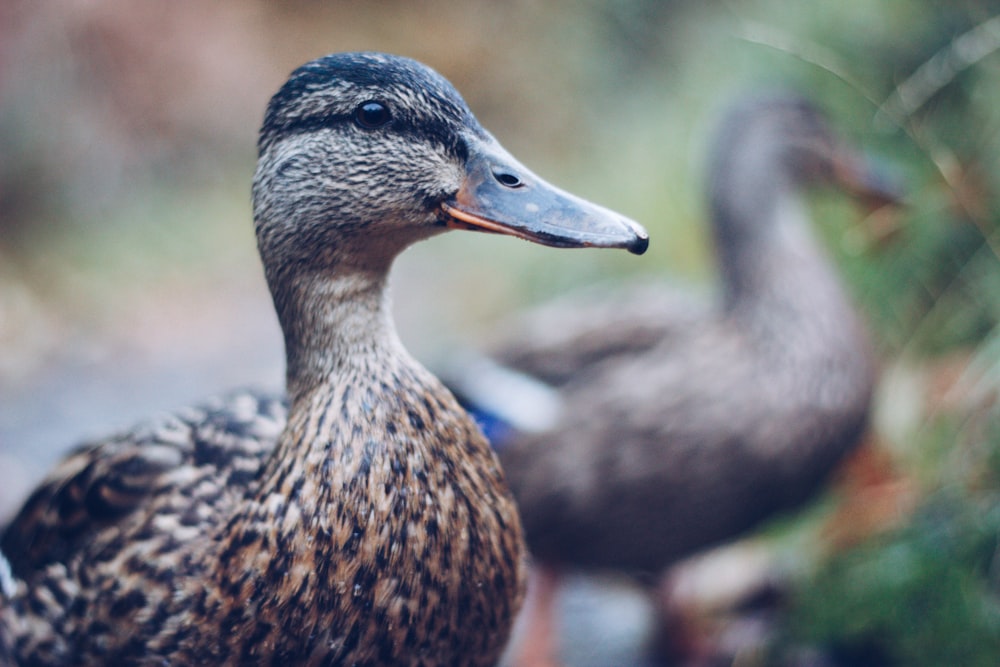 brown and black duck in close up photography
