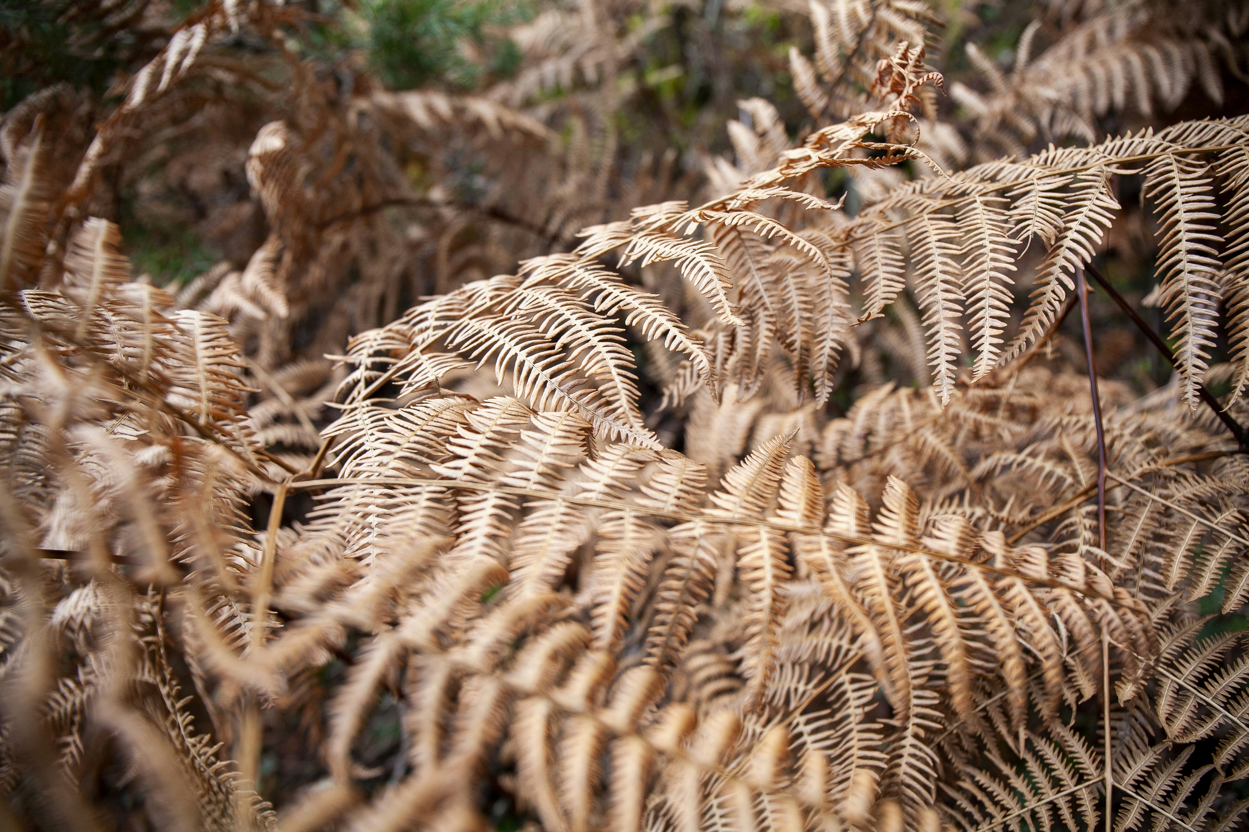 brown dried plant on brown soil