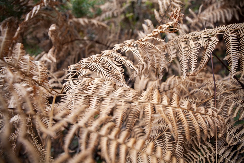 brown dried plant on brown soil