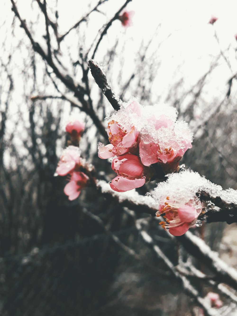 pink and white flower in tilt shift lens