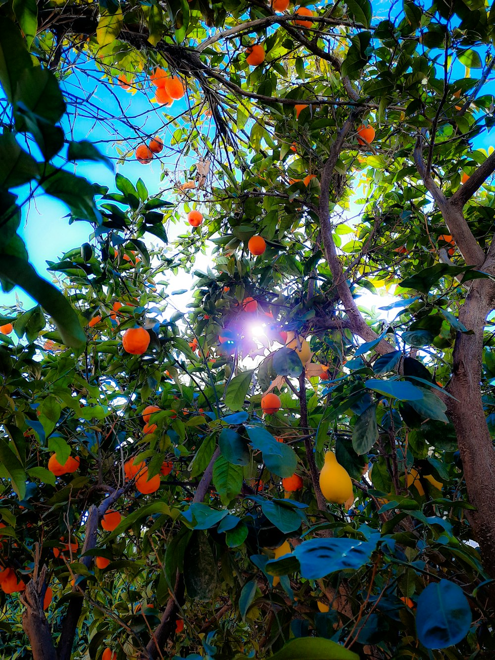 Fruit orange sur l’arbre pendant la journée