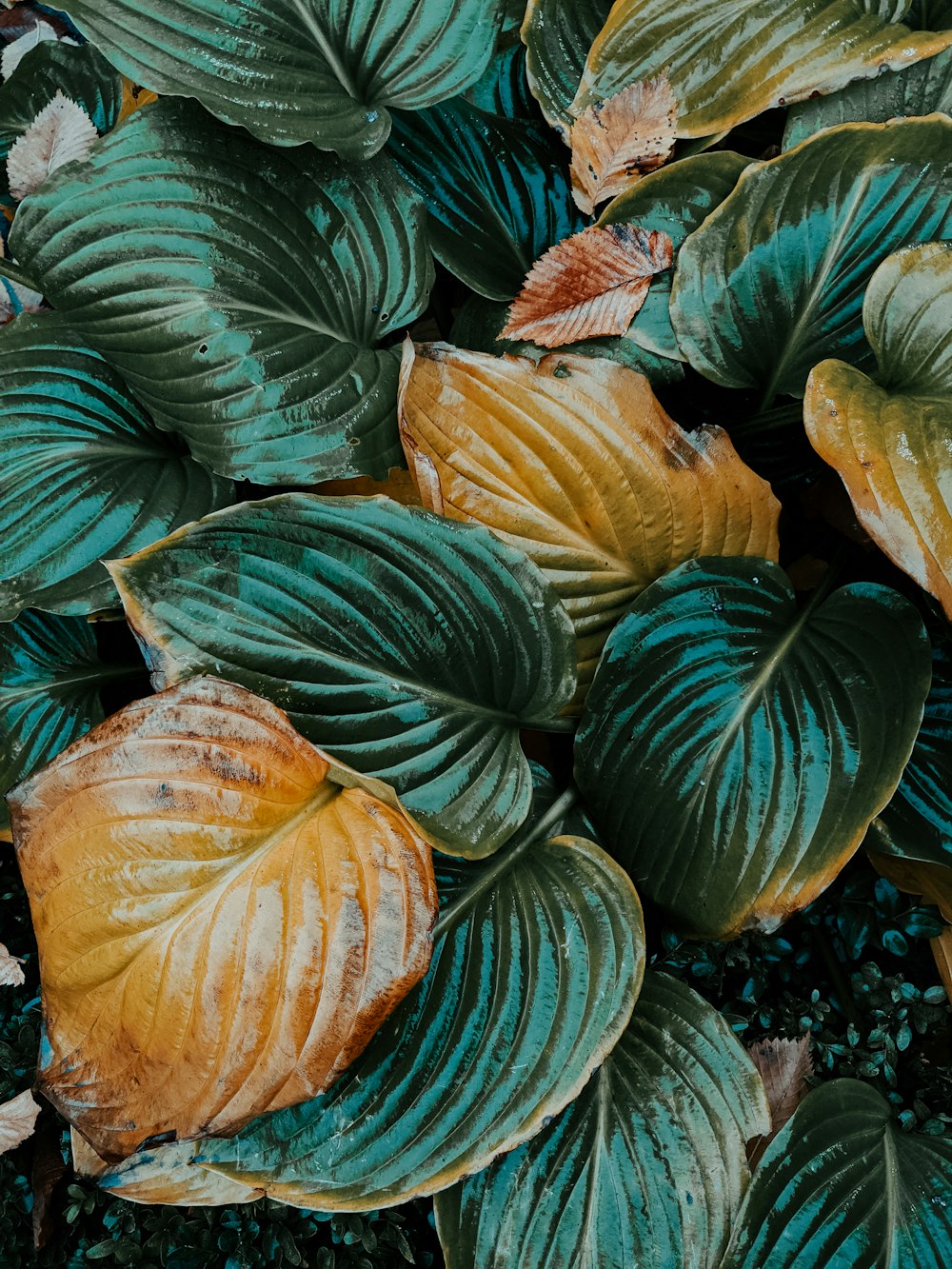 green and brown leaves on ground