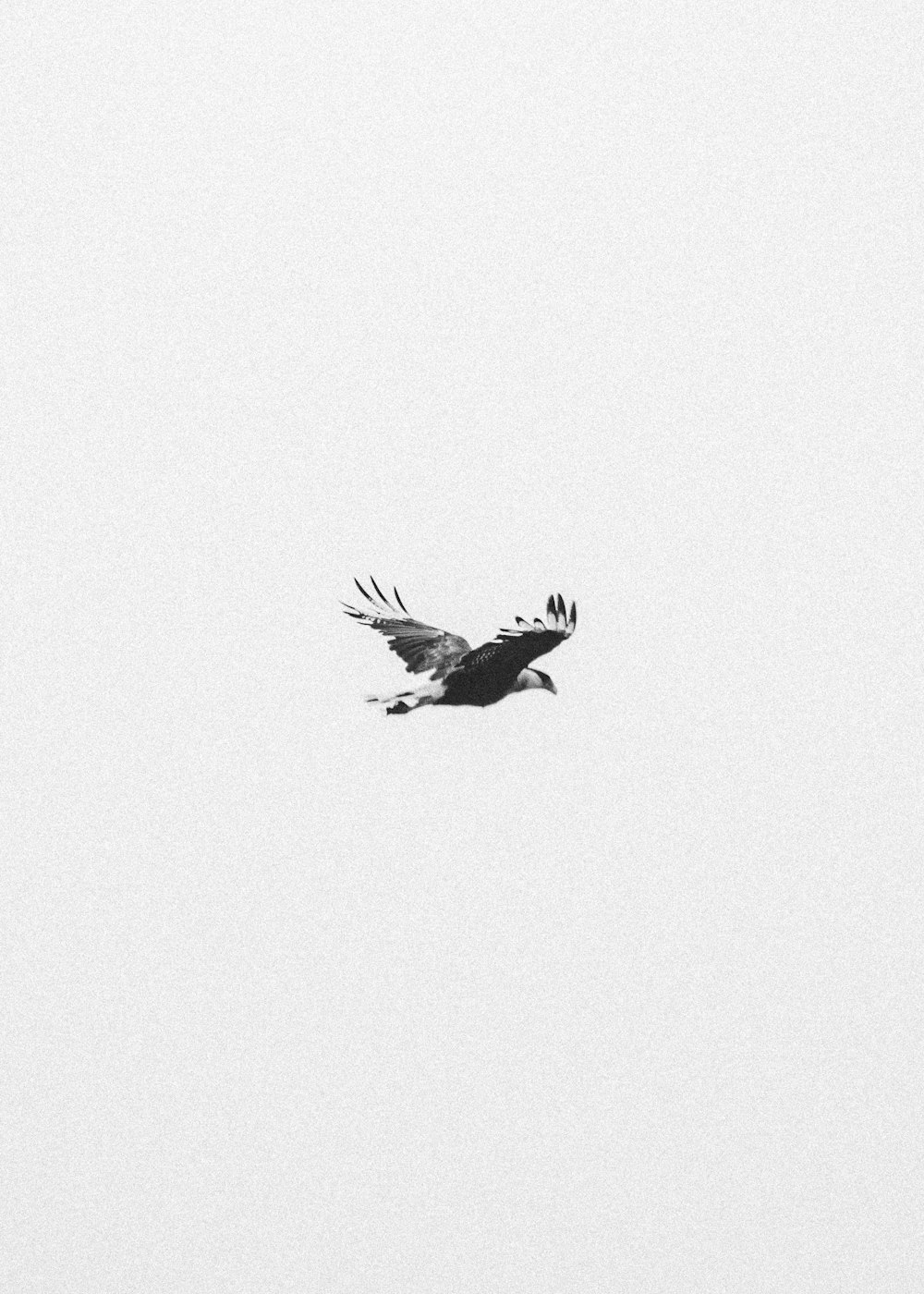 black and white bird flying