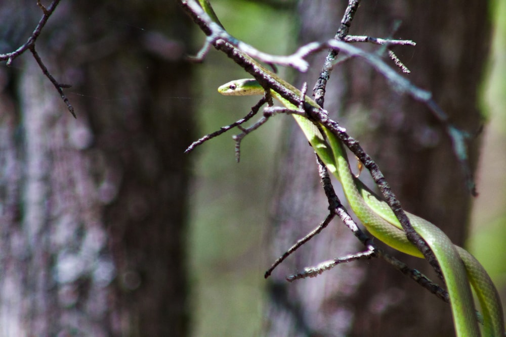 green snake on tree branch