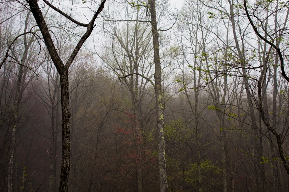 bare trees on forest during daytime