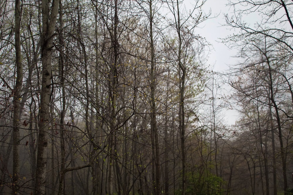 bare trees under white sky during daytime