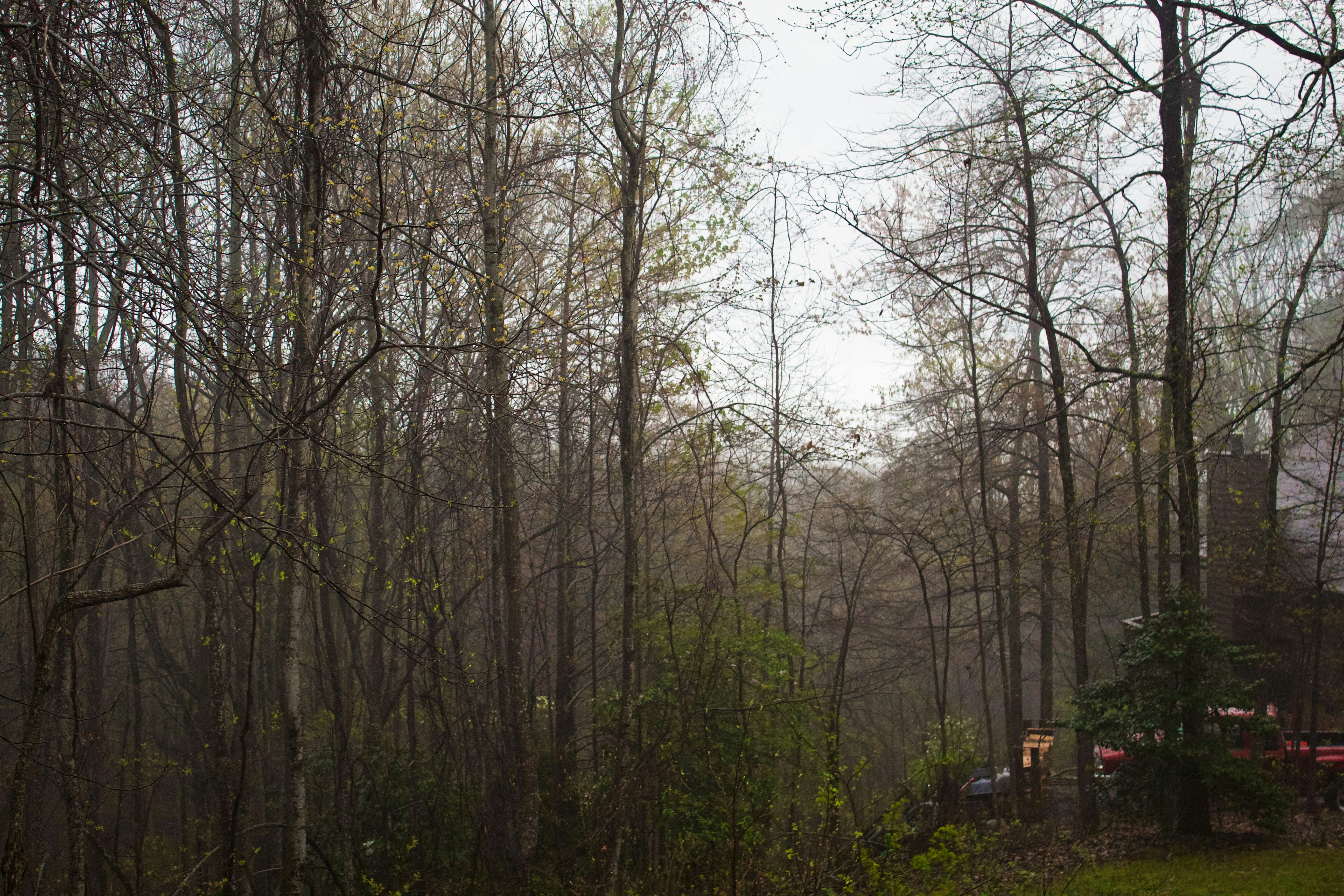 Choose from a curated selection of forest wallpapers for your mobile and desktop screens. Always free on Unsplash.