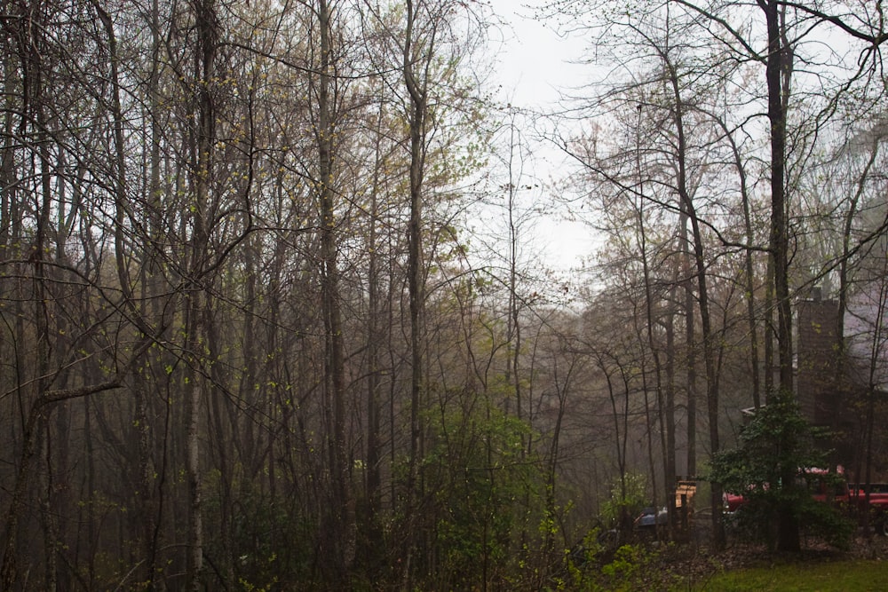 green trees under white sky during daytime