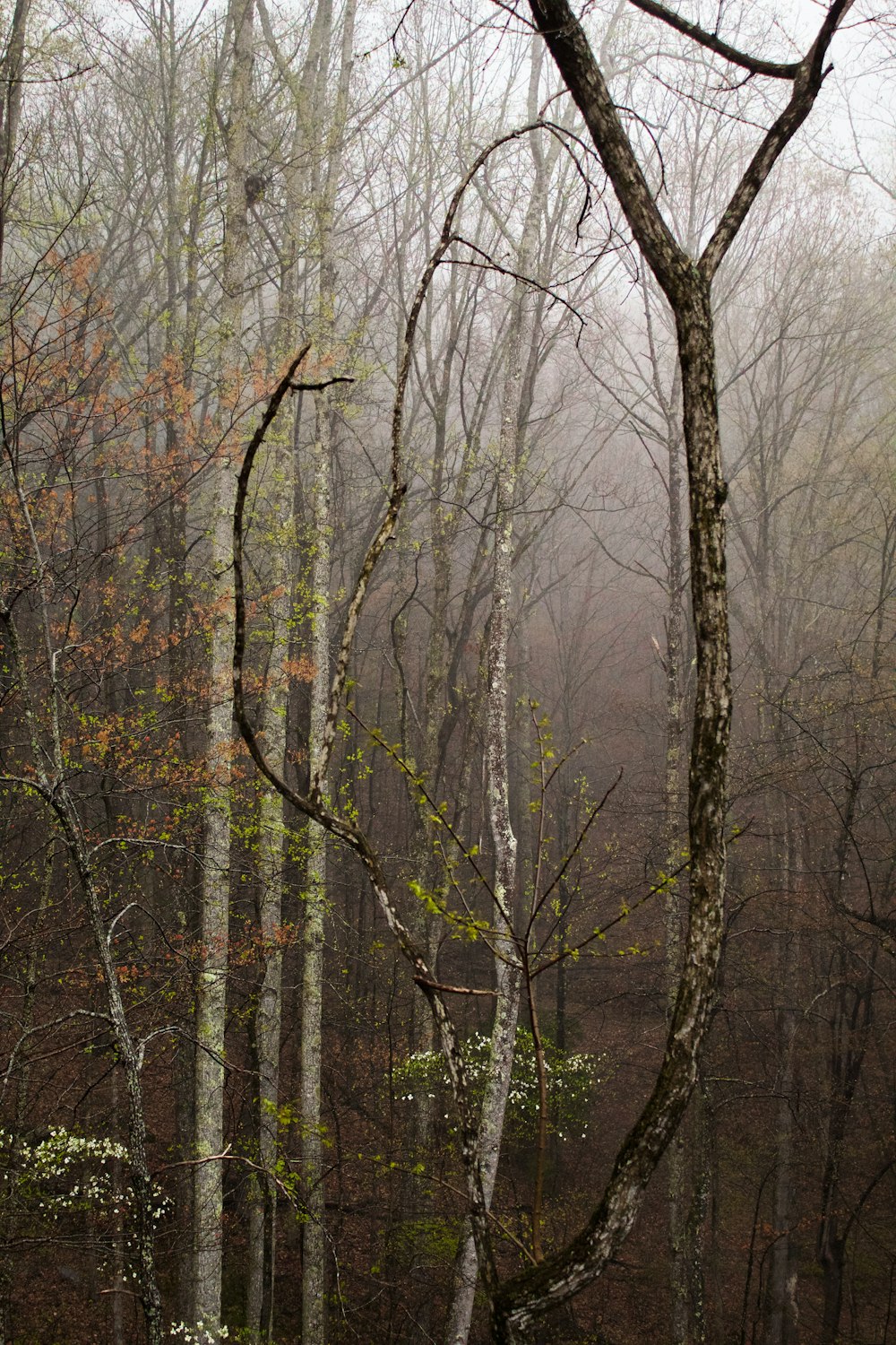 brown bare trees under white sky during daytime