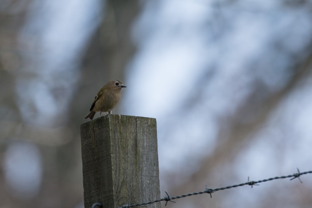 brown bird on brown wooden post