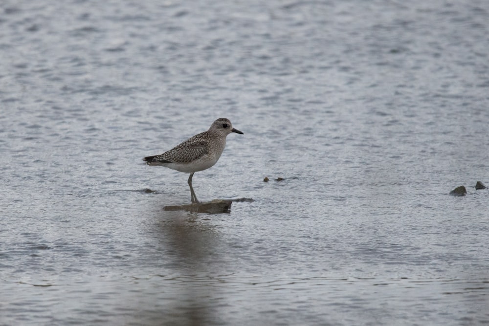 brown and white bird on water during daytime