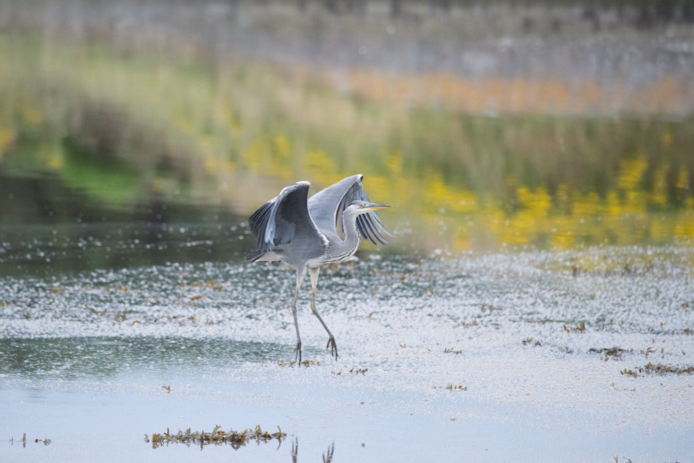 white and gray bird on water during daytime