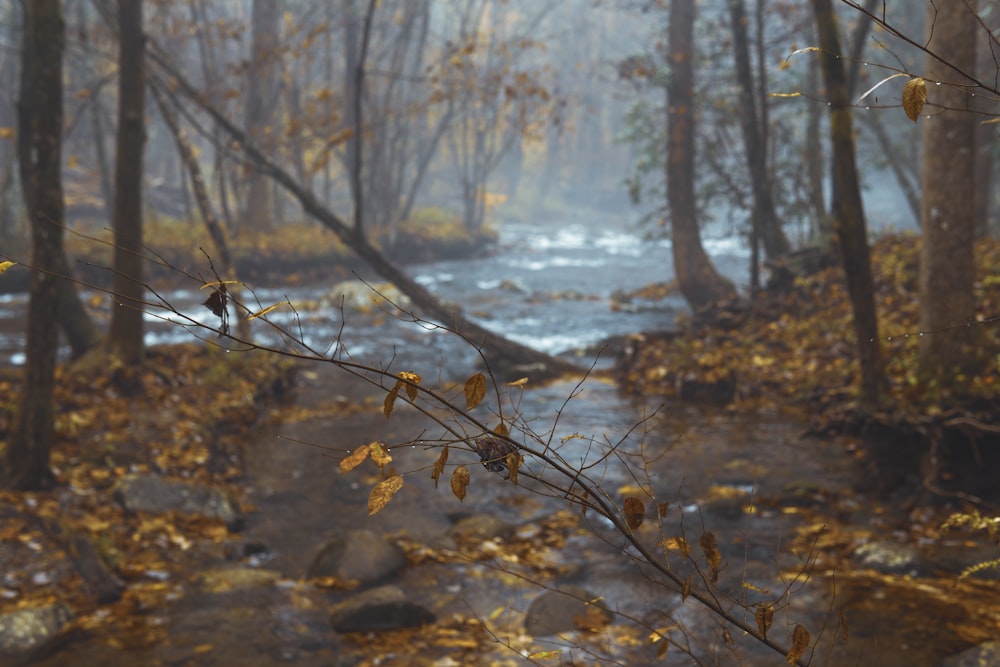 brown leaves on body of water during daytime