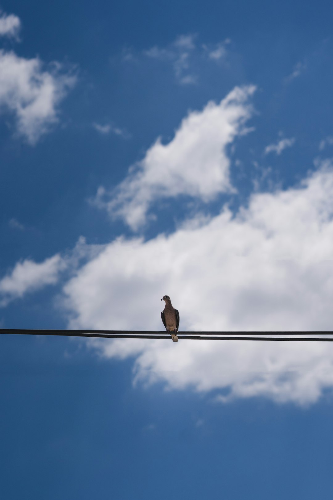 brown bird on black wire under blue sky during daytime