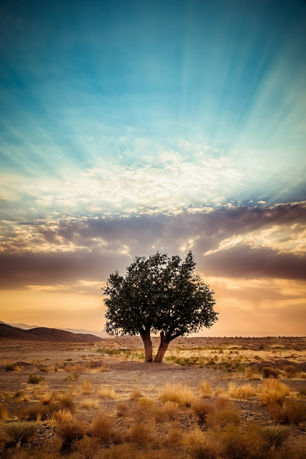 green tree on brown field under blue sky during daytime