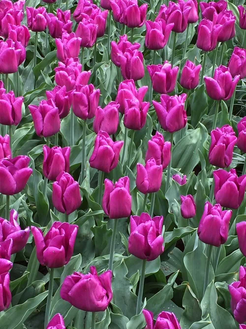 purple tulips in bloom during daytime