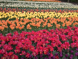 red and yellow flower field