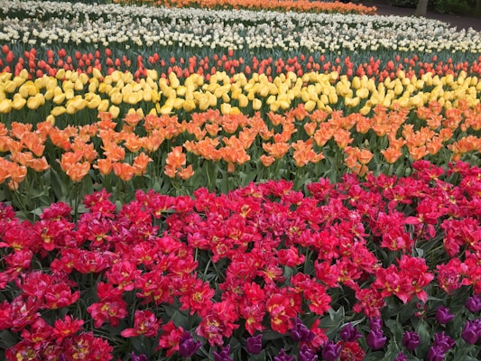 red and yellow flower field