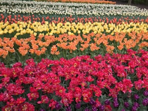 A vibrant flower garden with multiple rows of colorful tulips. The rows are organized by color, including red, orange, yellow, and white blooms. The flowers are densely packed, creating a lively and structured display of nature's beauty.