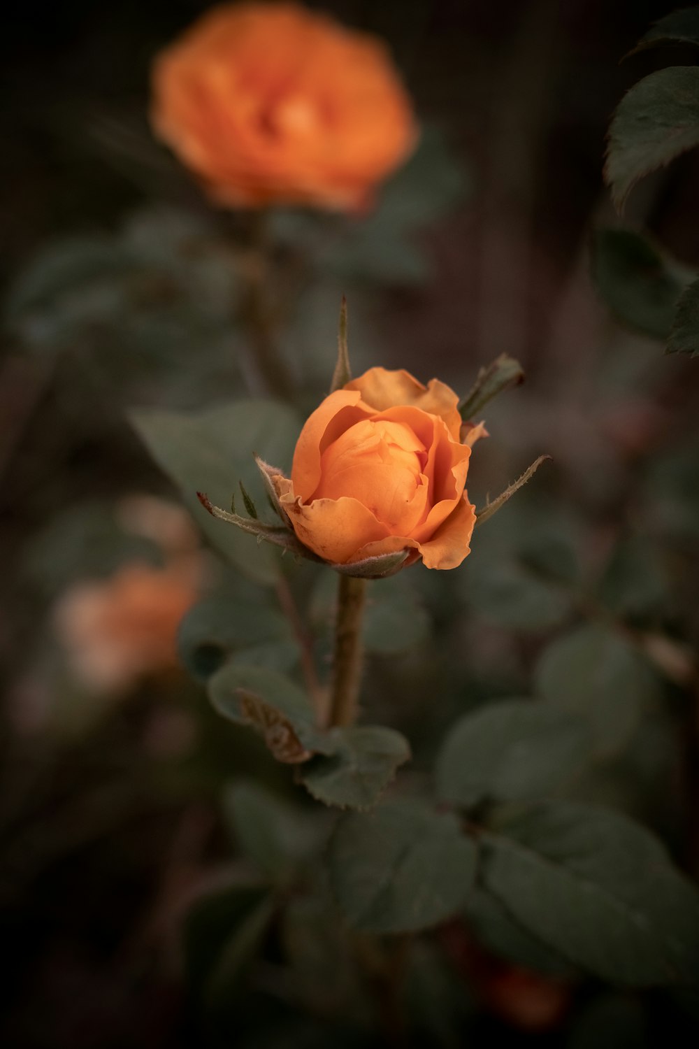 ティルトシフトレンズのオレンジ色の花