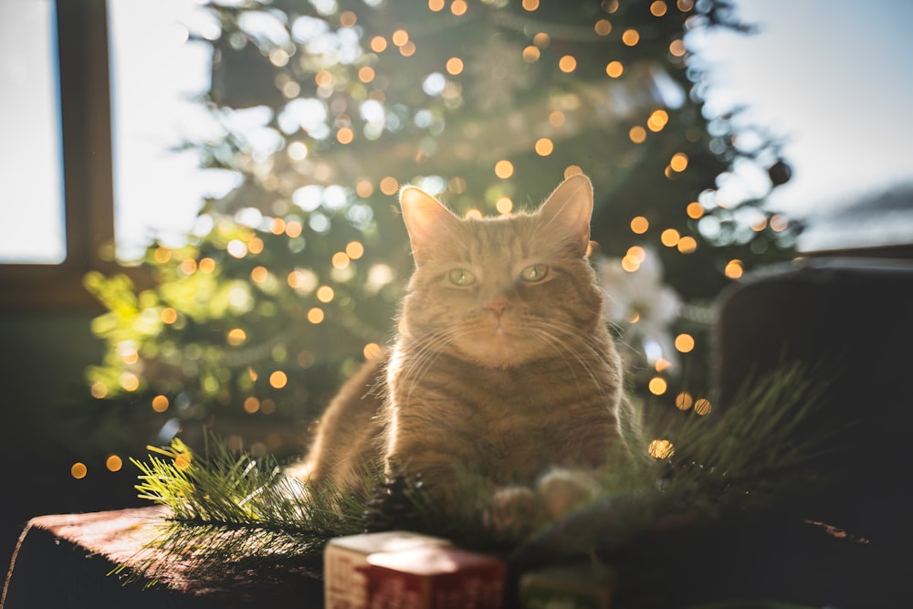 brown cat on green grass