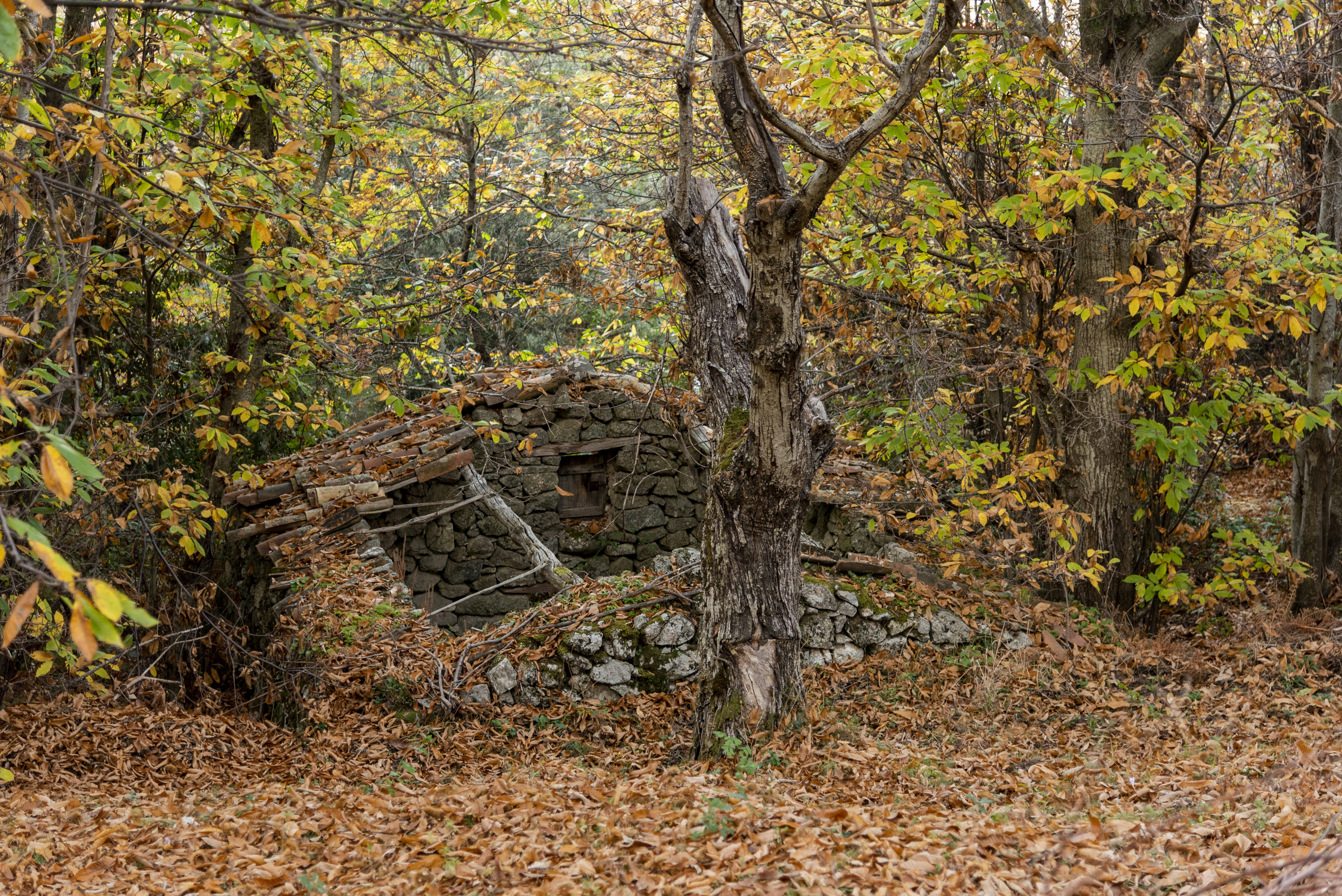 Photo by serenarepice