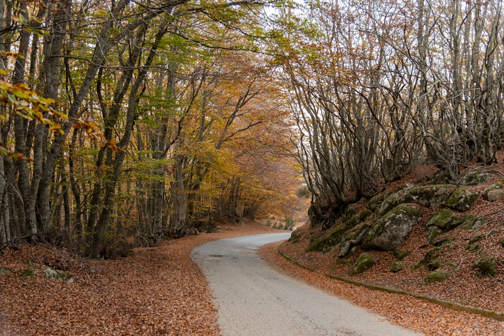 brown trees on brown soil