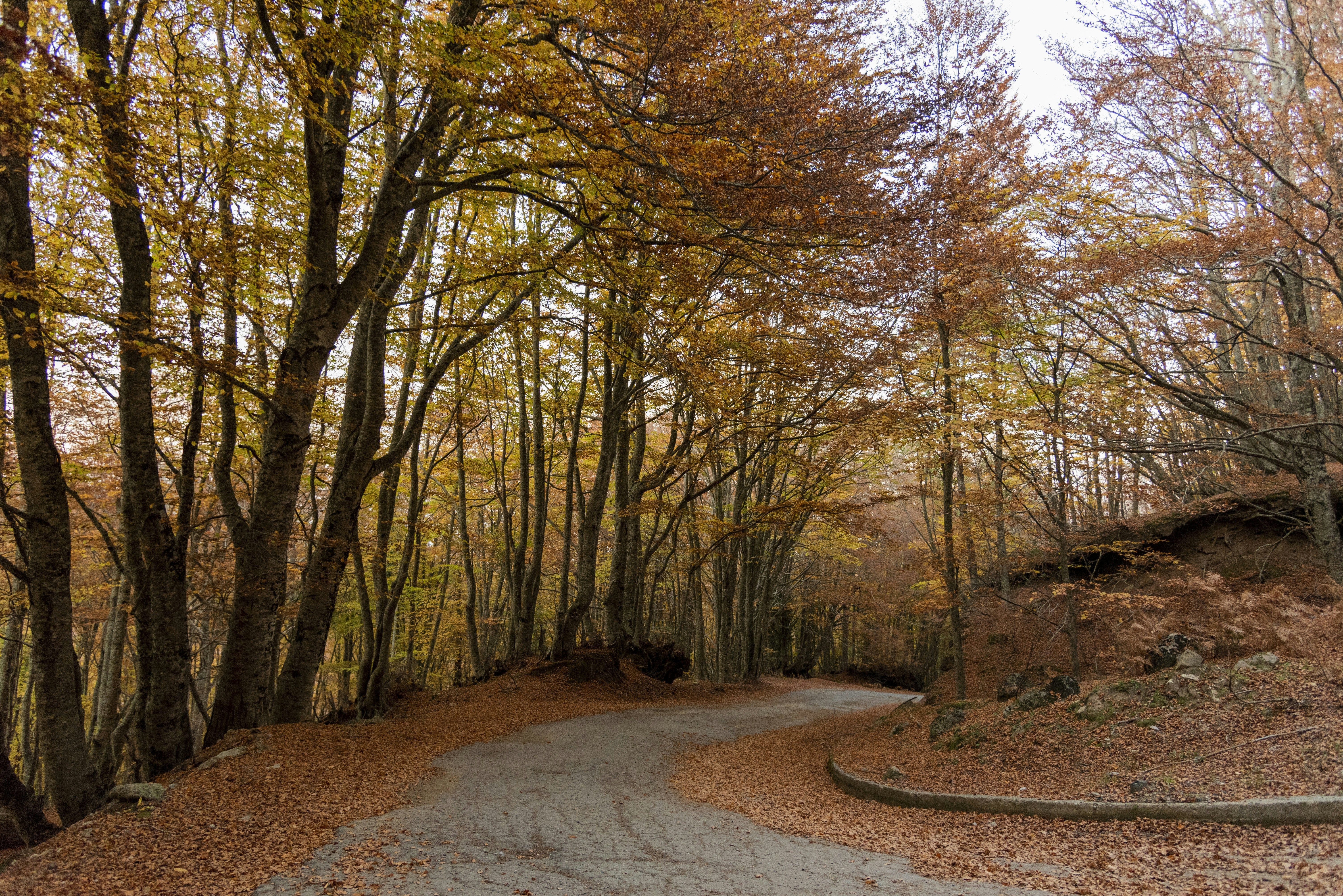 Photo by serenarepice