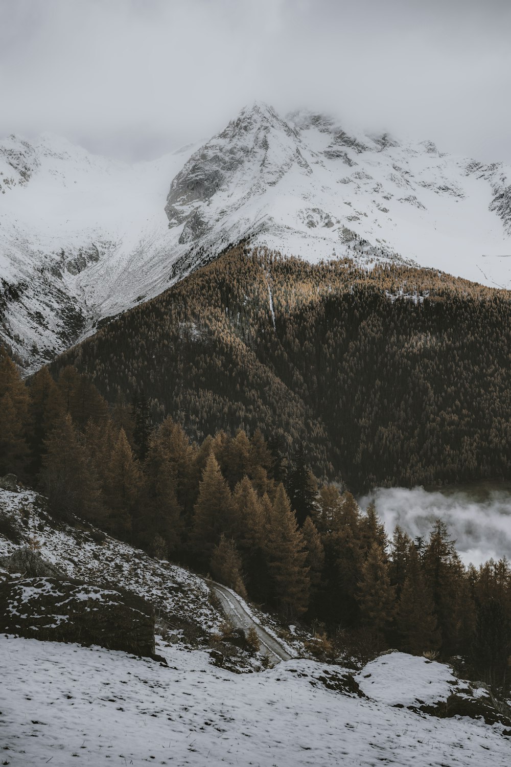 green trees on snow covered mountain during daytime