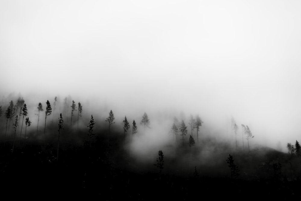 green trees covered with fog